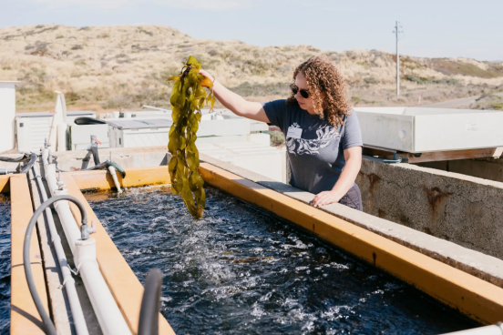 Rachel Karm pulling out Kelp from a holding tank