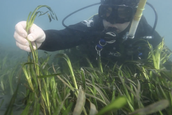Underwater photo of scuba diver looking at seagrass