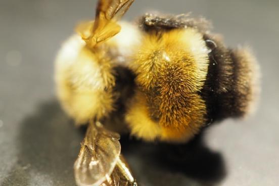 Rusty-Patched Bumble Bee Rusty-Patched Bumble Bee