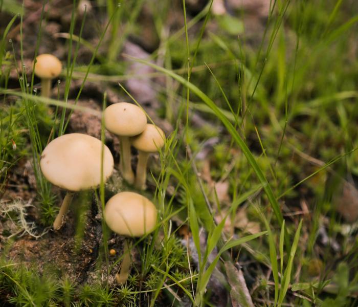 Pepperwood Mushrooms