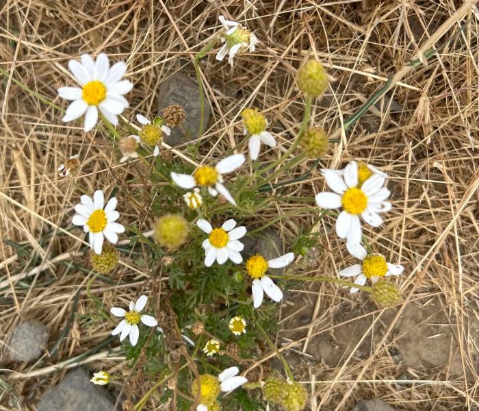 Little White flowers