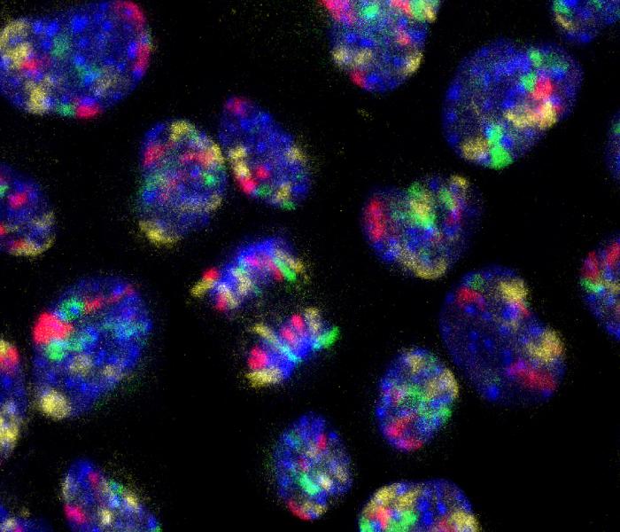 Mouse Cells Chromosome paint