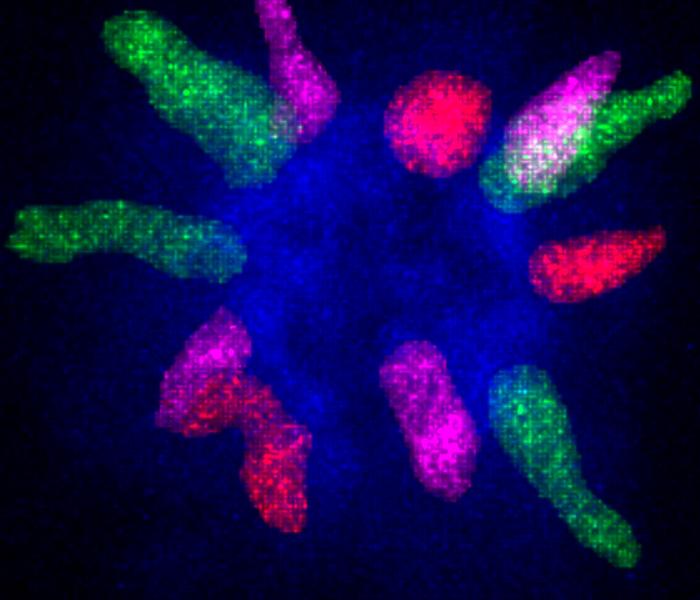 PNAS cover art