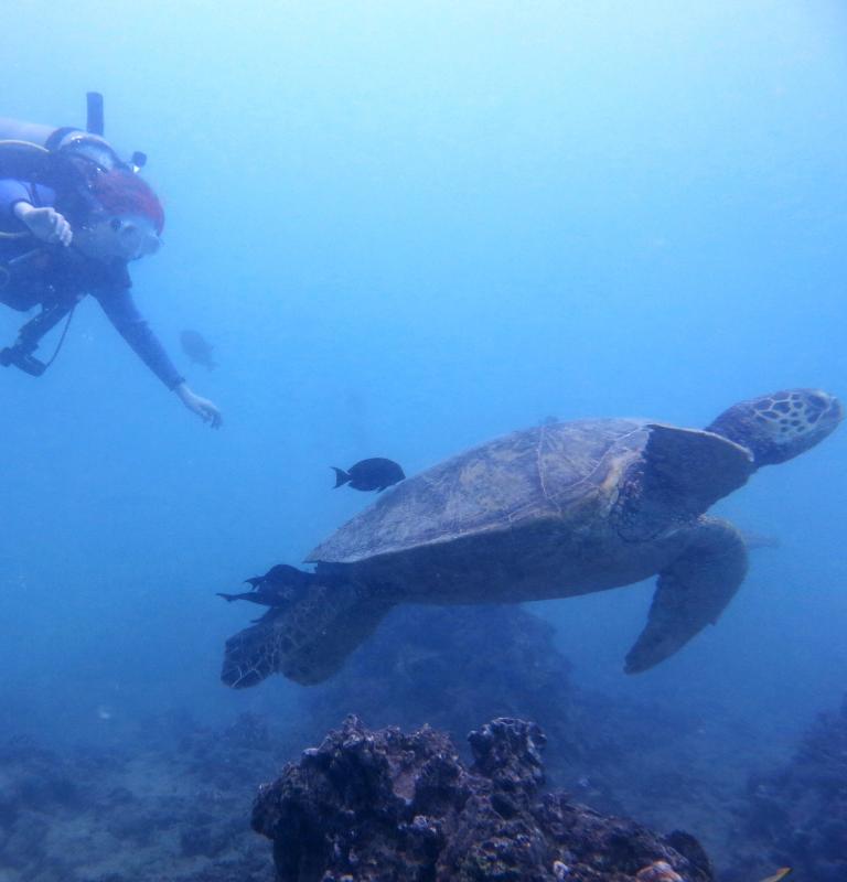 Diver and Sea Turtle