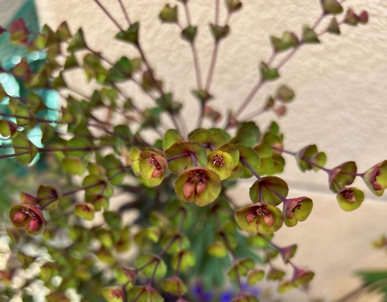 Interesting cup-like flowers of a plant