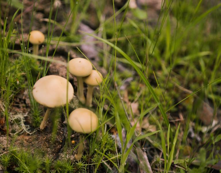 Pepperwood Mushrooms