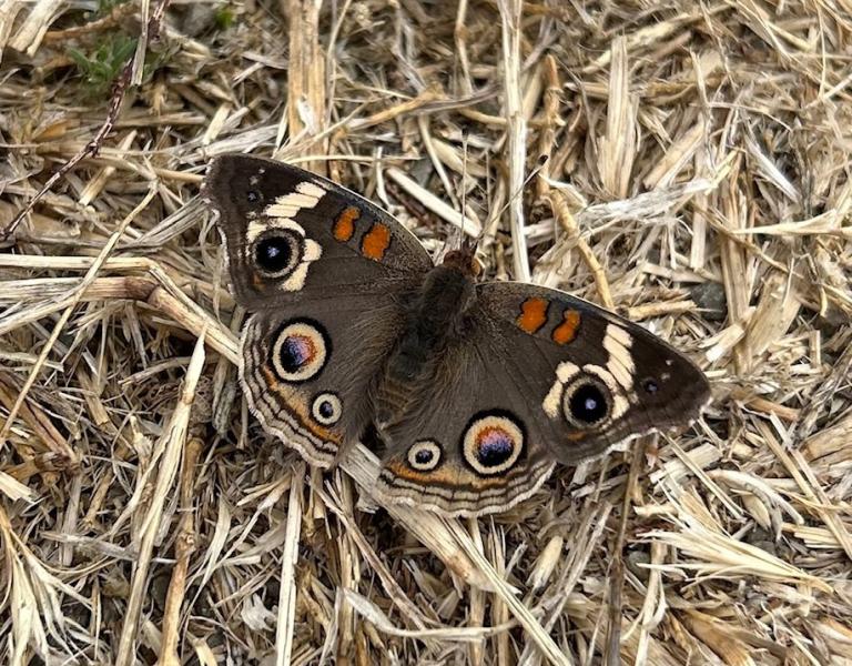 Butterfly at Tolay Park