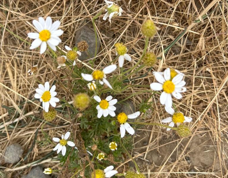 Little White flowers
