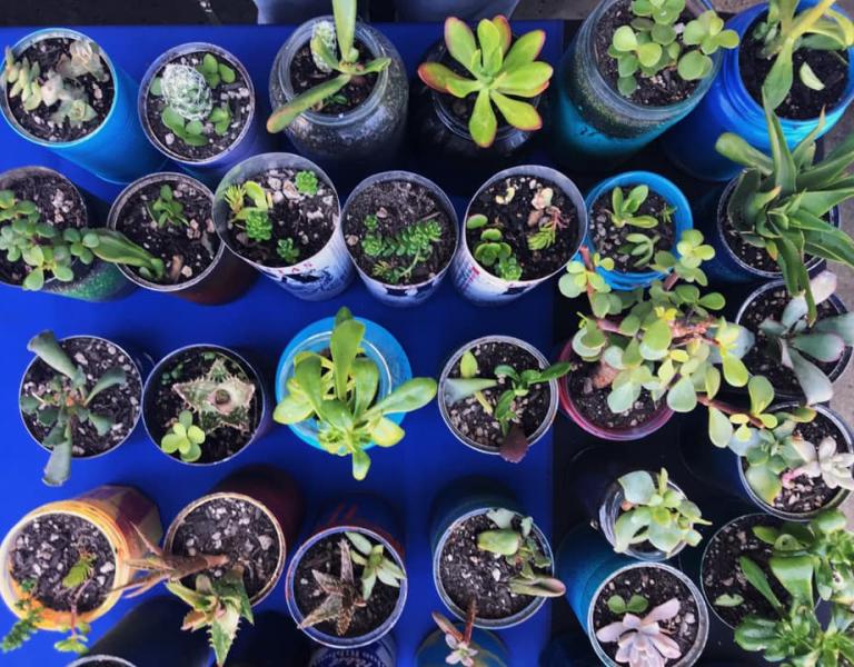 Potted plants on table
