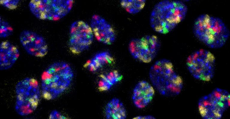 Dyed mouse cells unders a microscope