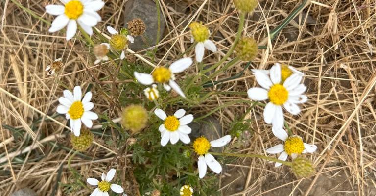 small white flowers