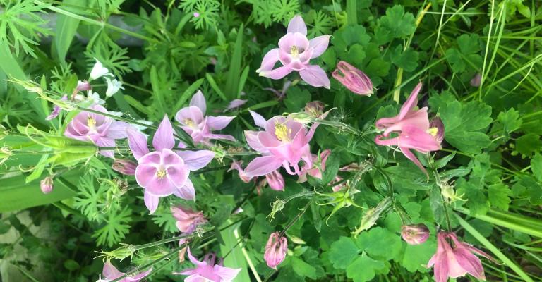 Pink Flowers