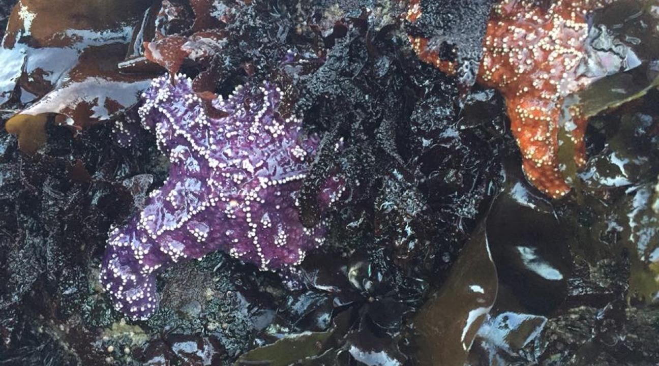 Purple Starfish on a rock