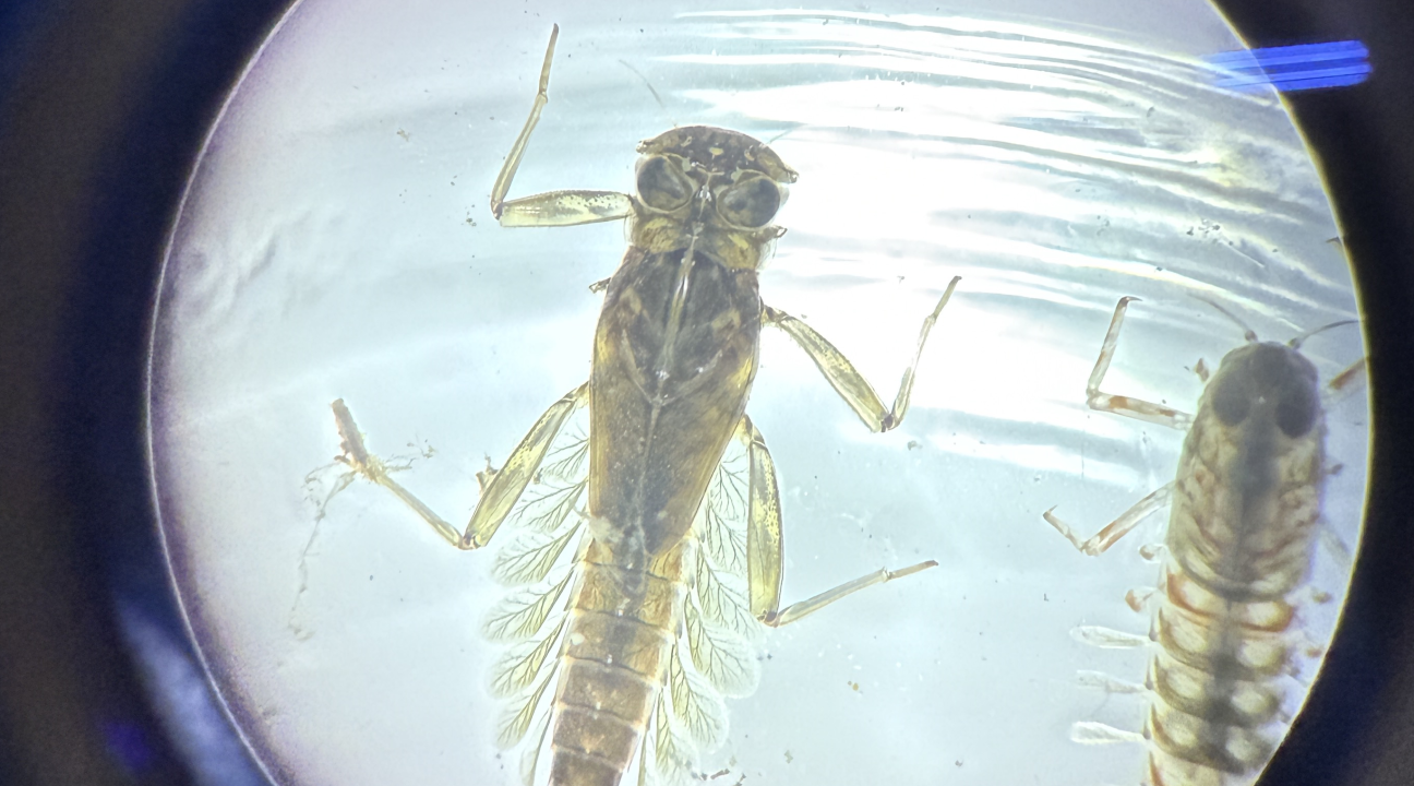 organism under a microscope