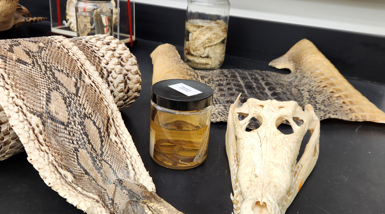 Snake skin and skull display