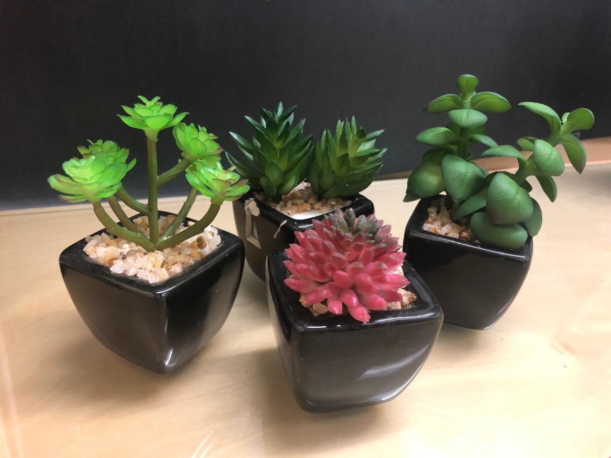 3 small plants