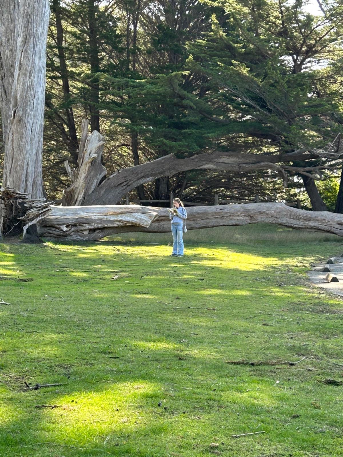 Kelly in Mendocino Student standing in the distance under some trees