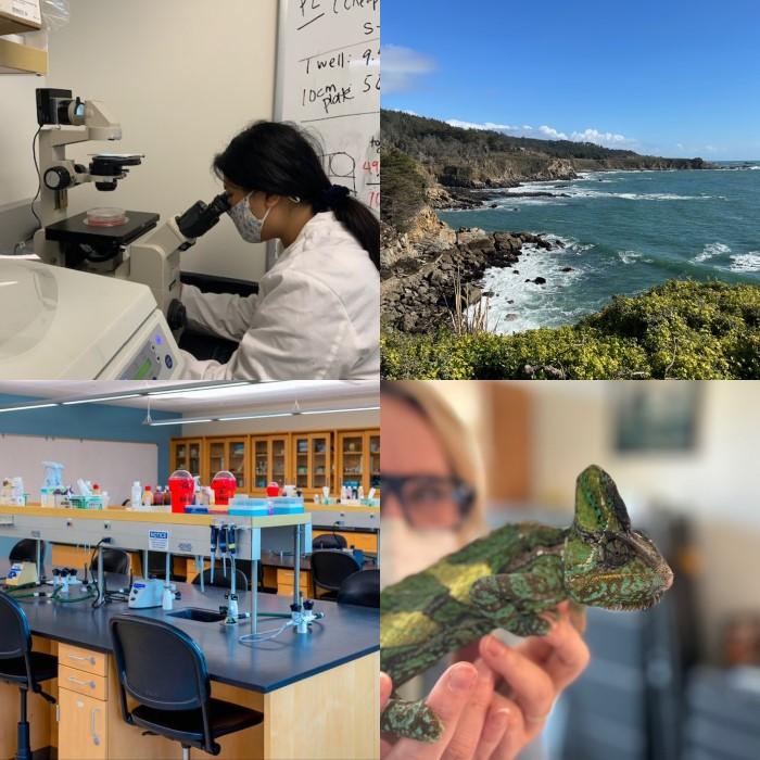 SSU Biology Student in Lab, Timber Cove, Chris the Chameleon, A lab set-up