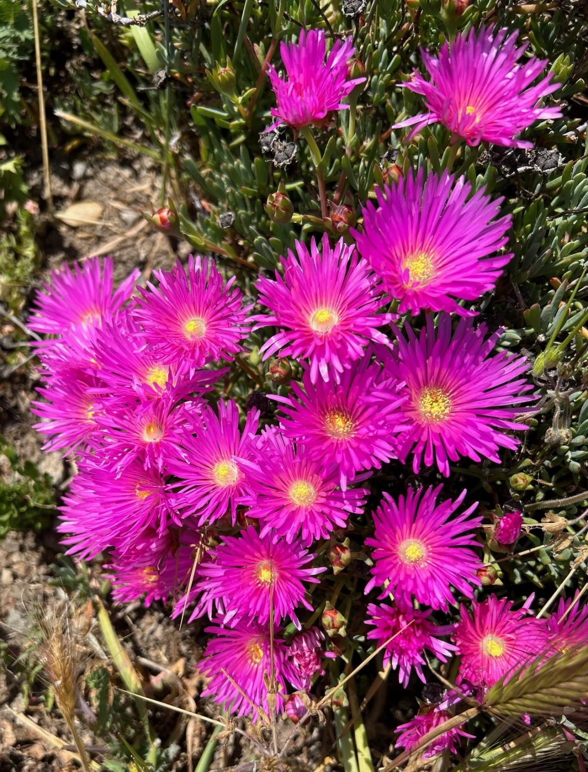 Bright Pink Flowers
