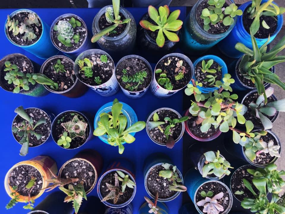 Plants ready for the plant sale