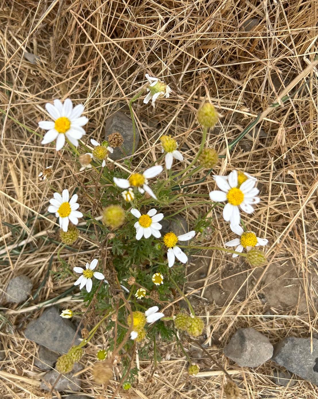 Small patch of white flowers on a trail