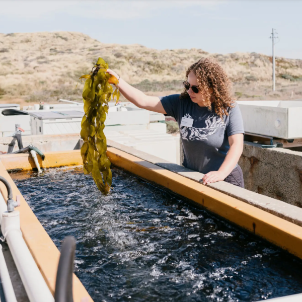Rachel Karm pulling out Kelp from a holding tank