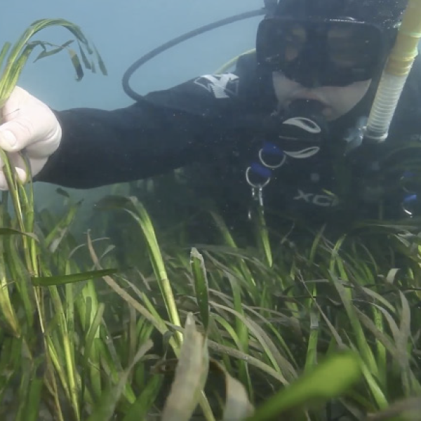 Underwater photo of scuba diver looking at seagrass