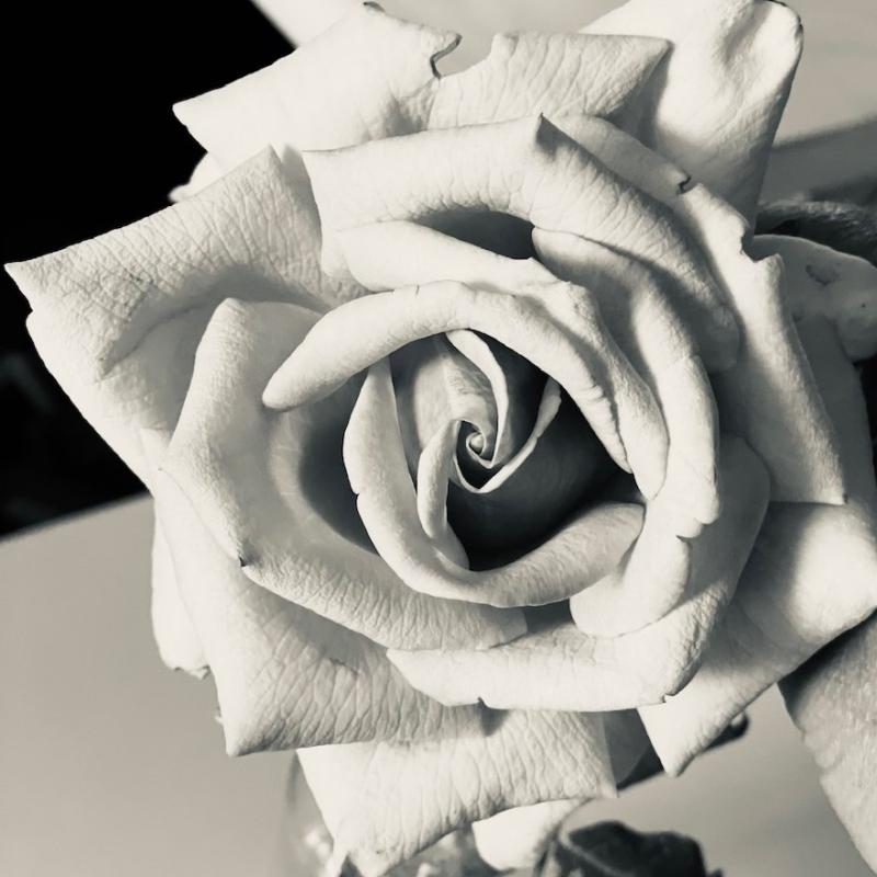 Rose in BW Rose in BW