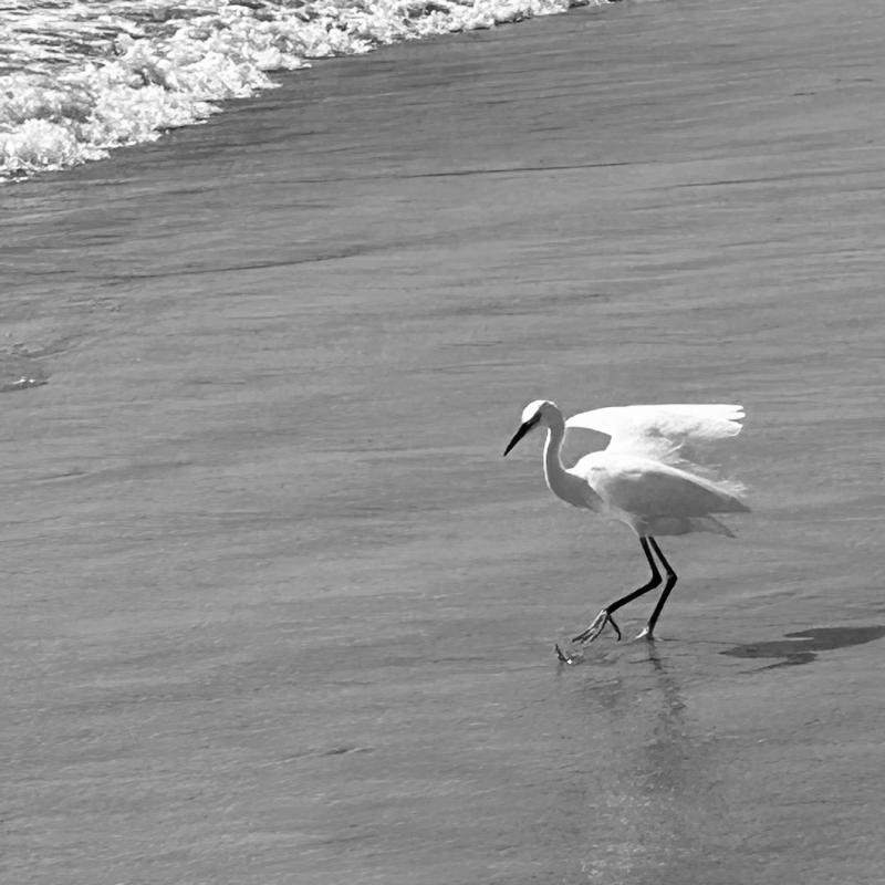 San Diego Bird Egret