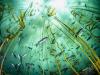 Bull Kelp Forest