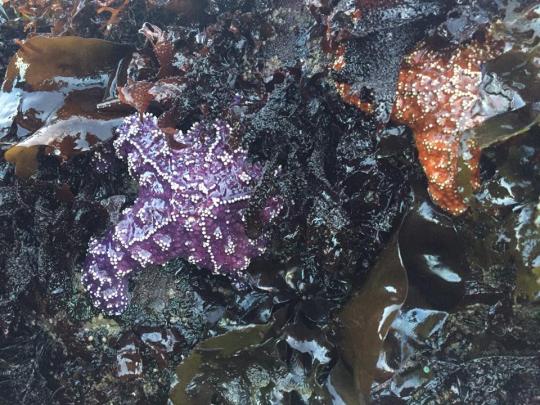 Purple Starfish on a rock