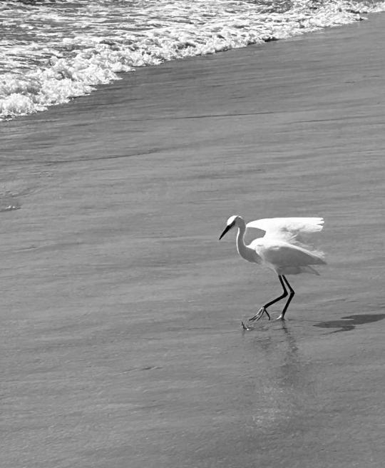 Egret