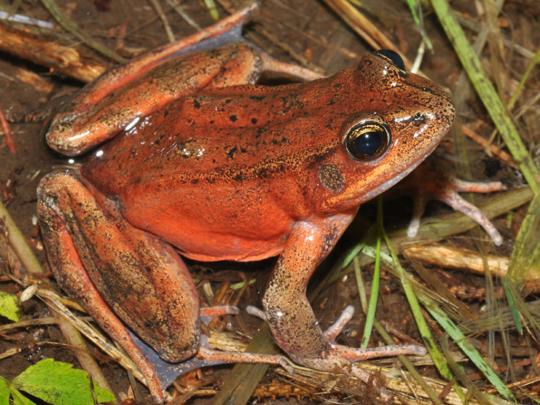 Red Legged Frog