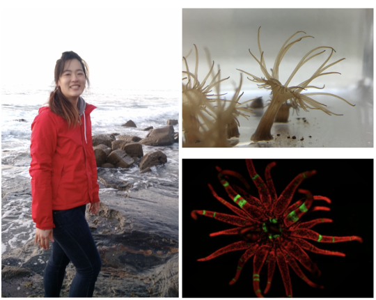 Photo of woman on rocky beach, and photos of sea anenomes