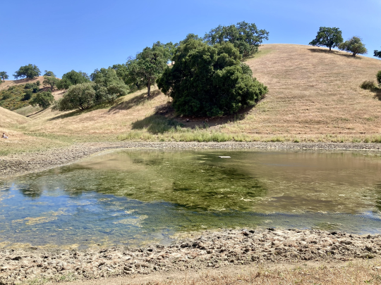 Turtle Pond
