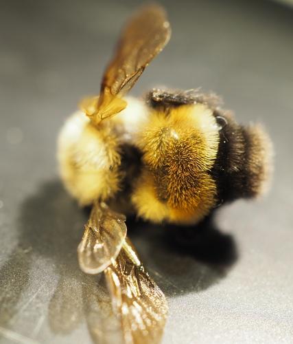 Rusty-Patched Bumble Bee