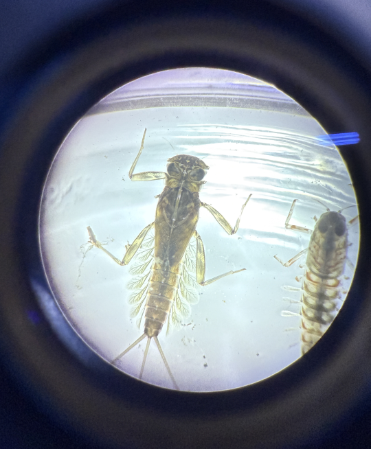 organism under a microscope