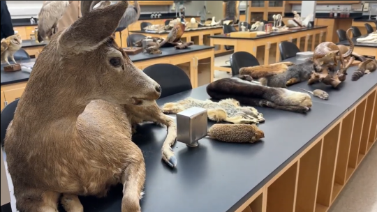Specimens set up in Darwin 003