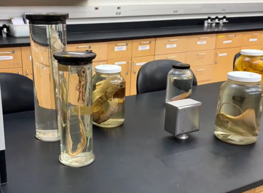 Specimens set up in Darwin 003