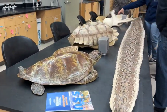 Specimens set up in Darwin 003