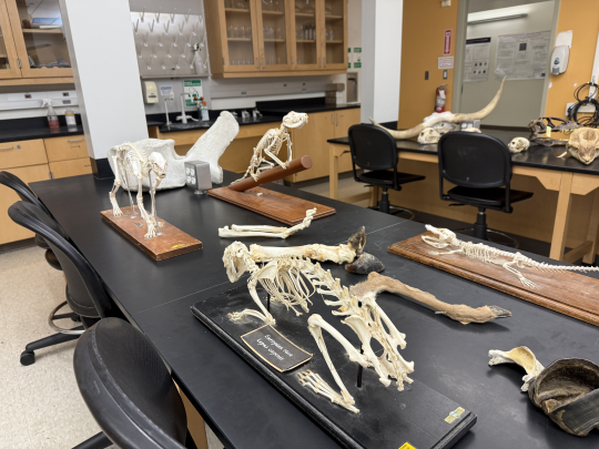 Specimens set up in Darwin 003