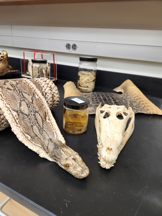 Snake skin and skull display