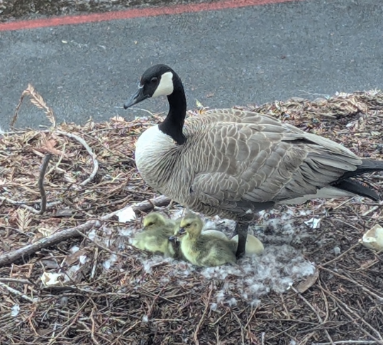 Goose and goslings atop shed behind Darwin Hall