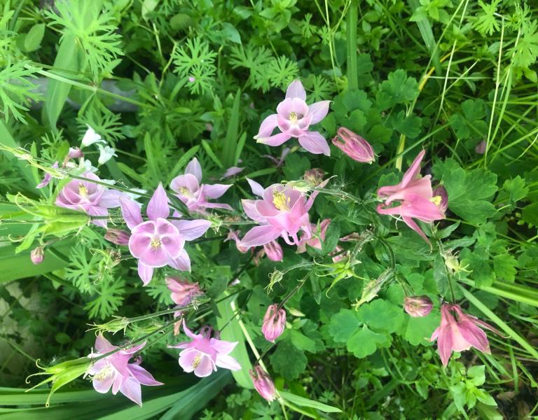 Pink Flowers