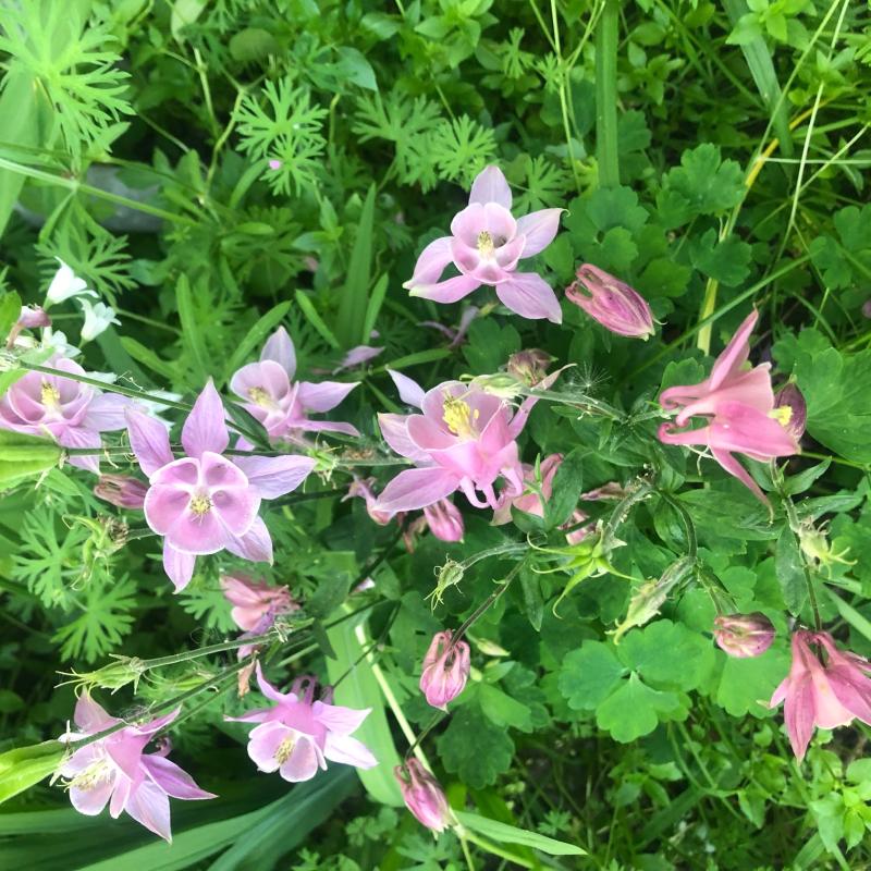 Pink Flowers