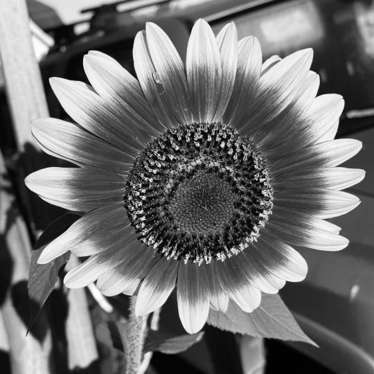 B & W Sunflower