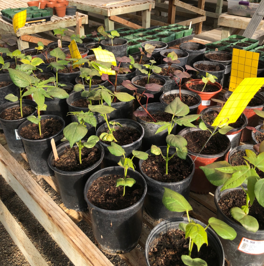 Plants growing in the greenhouse