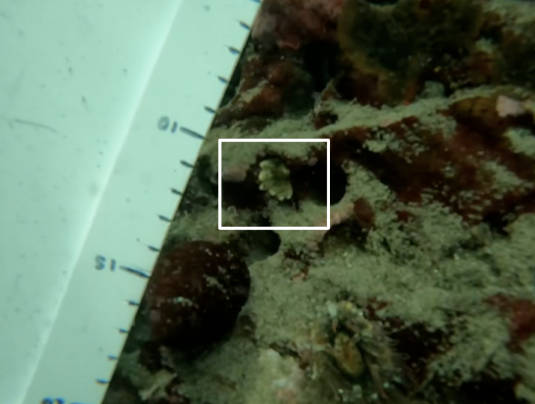 Baby Sunflower Sea Star