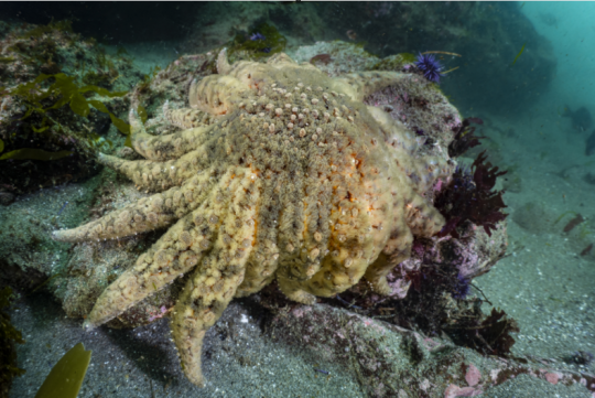 Sunflower Sea Star