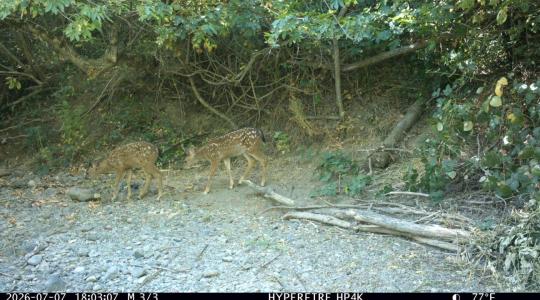 two deer at copeland creek